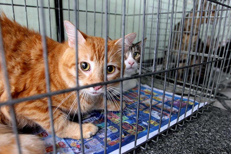 PASSEI O DIA CUIDANDO DO GATINHO ABANDONADO!!! - Animal Shelter