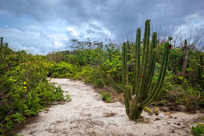 a areia onde está plantado um cactus e vegetação ao redor