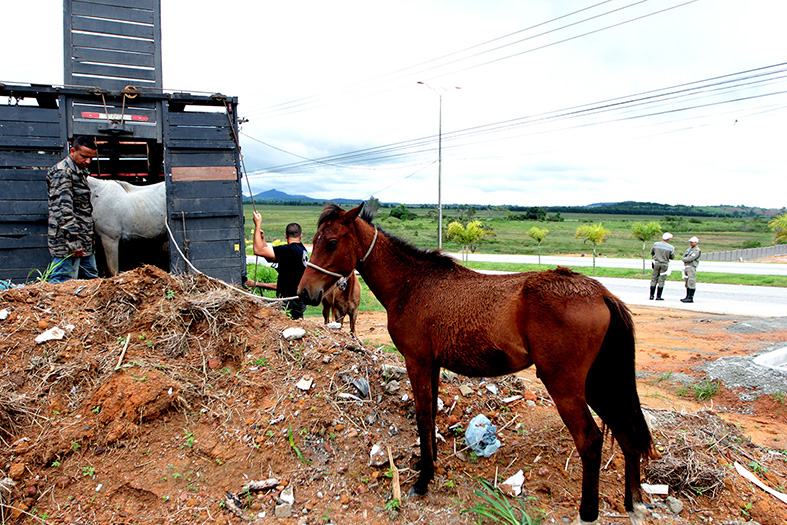 Cavalo vítima de maus-tratos é sacrificado em Maceió - Alagoas 24