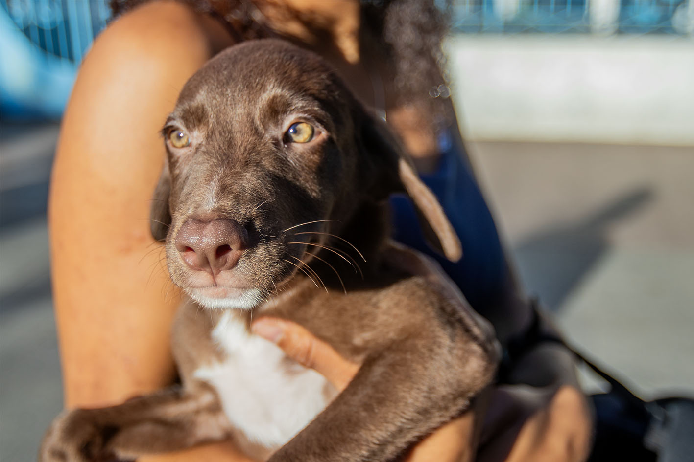 Feira de adoção de animais em Macaé será realizada neste sábado