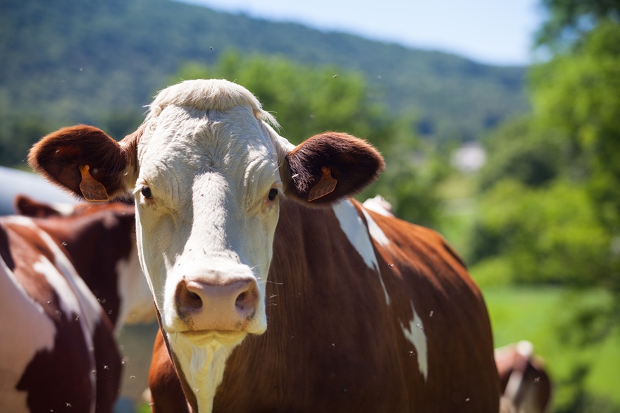 Agroeconomia cadastra pequenos produtores para campanha de vacinação dos bovinos