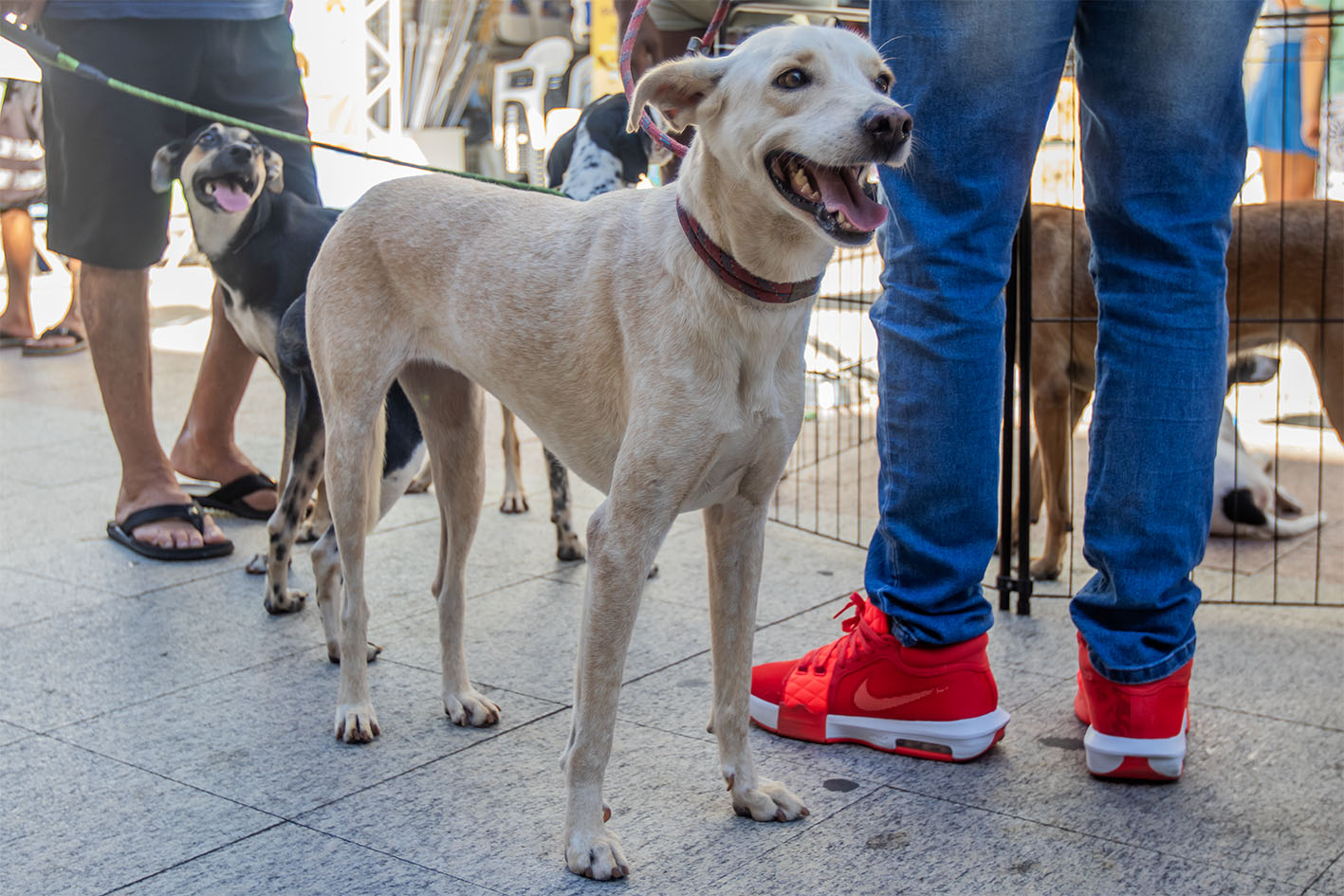 Feira de Adoção de Animais será realizada no próximo sábado