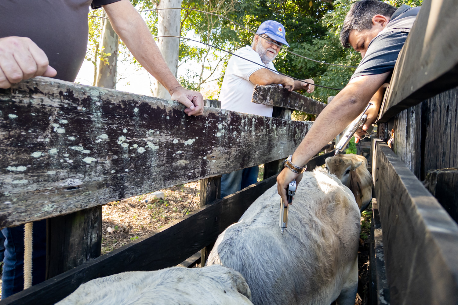 Agroeconomia prossegue com campanha de vacinação bovina