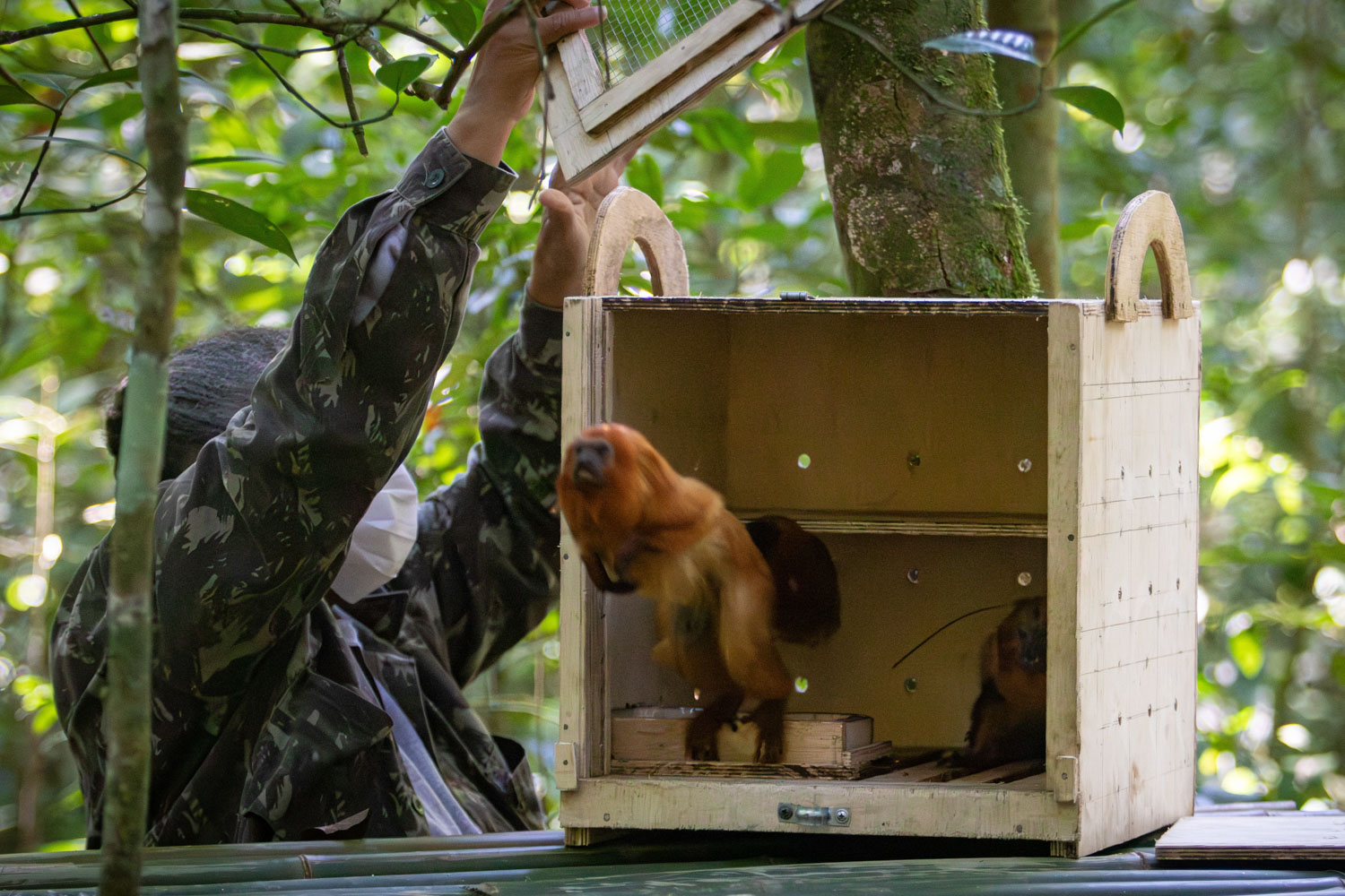 Macaé recebe a soltura de dois casais de micos-leões-dourados