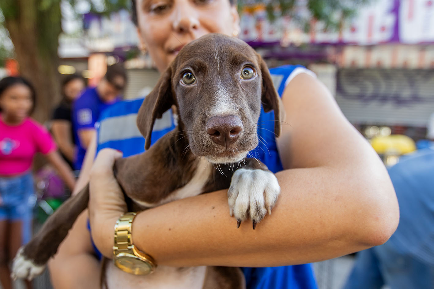 Feira de Adoção de Animais no Shopping Plaza será neste sábado