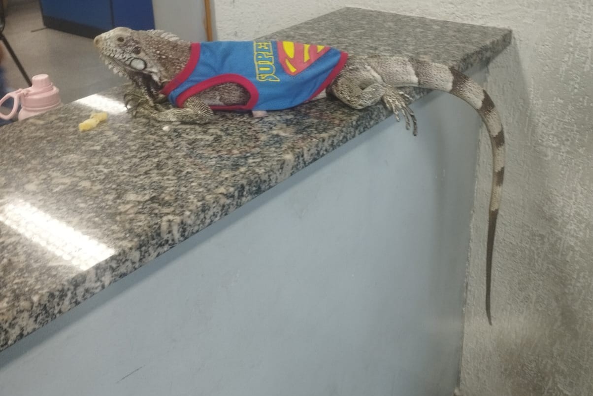 Segurança Presente e Guarda Ambiental da Prefeitura de Macaé conduzem indivíduo à prisão por comércio ilegal de animal silvestre