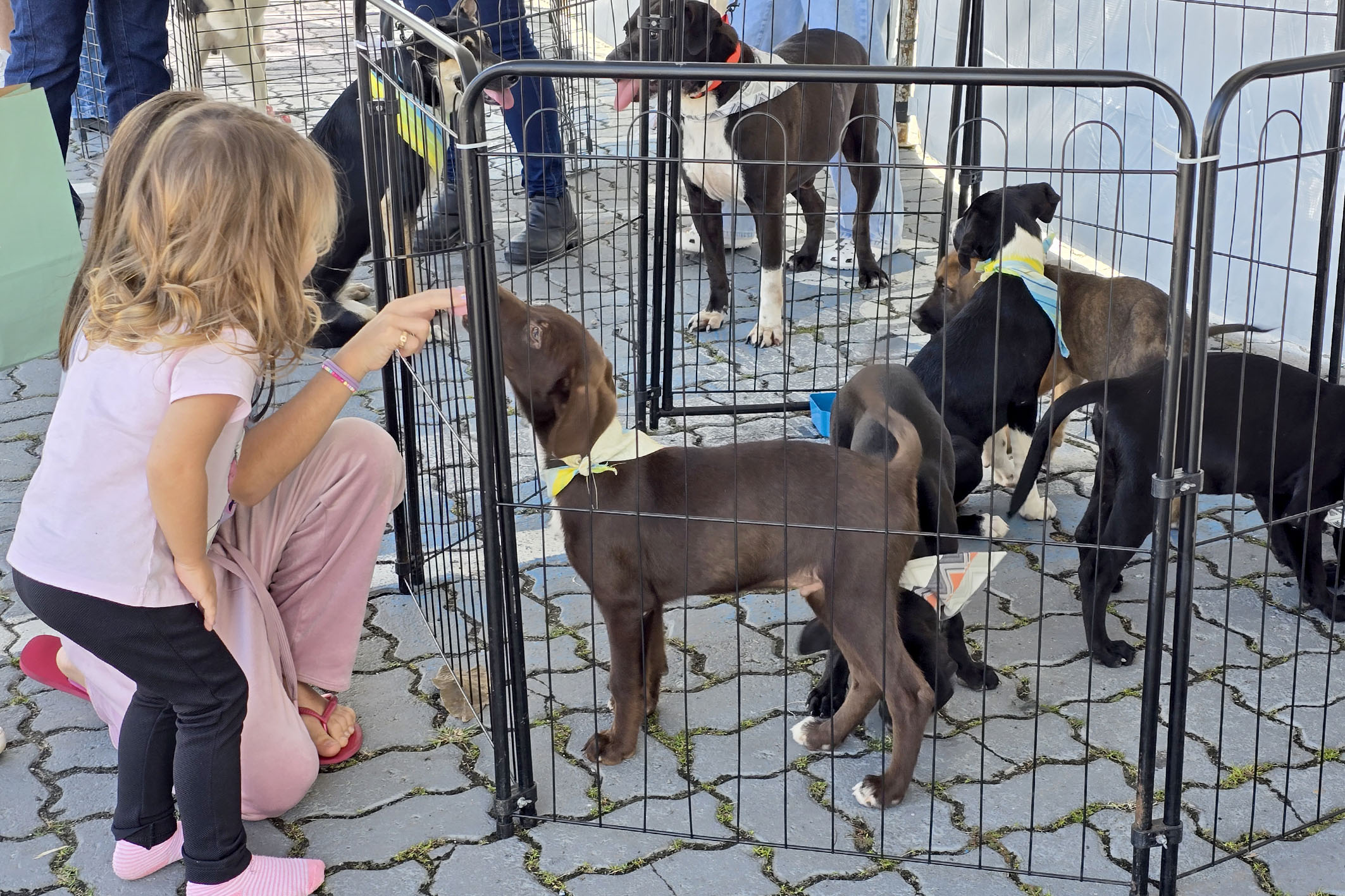 Feira de Adoção acontecerá no Shopping Plaza Macaé no próximo sábado