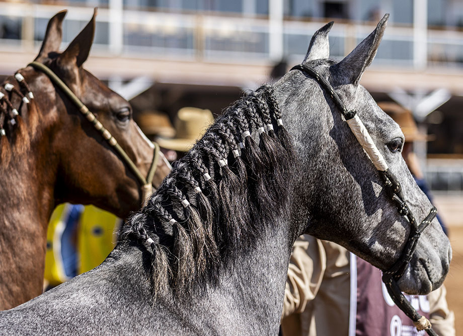 Lançamento da Exposição Brasileira do Criador de Mangalarga Marchador 2026 será nesta quinta