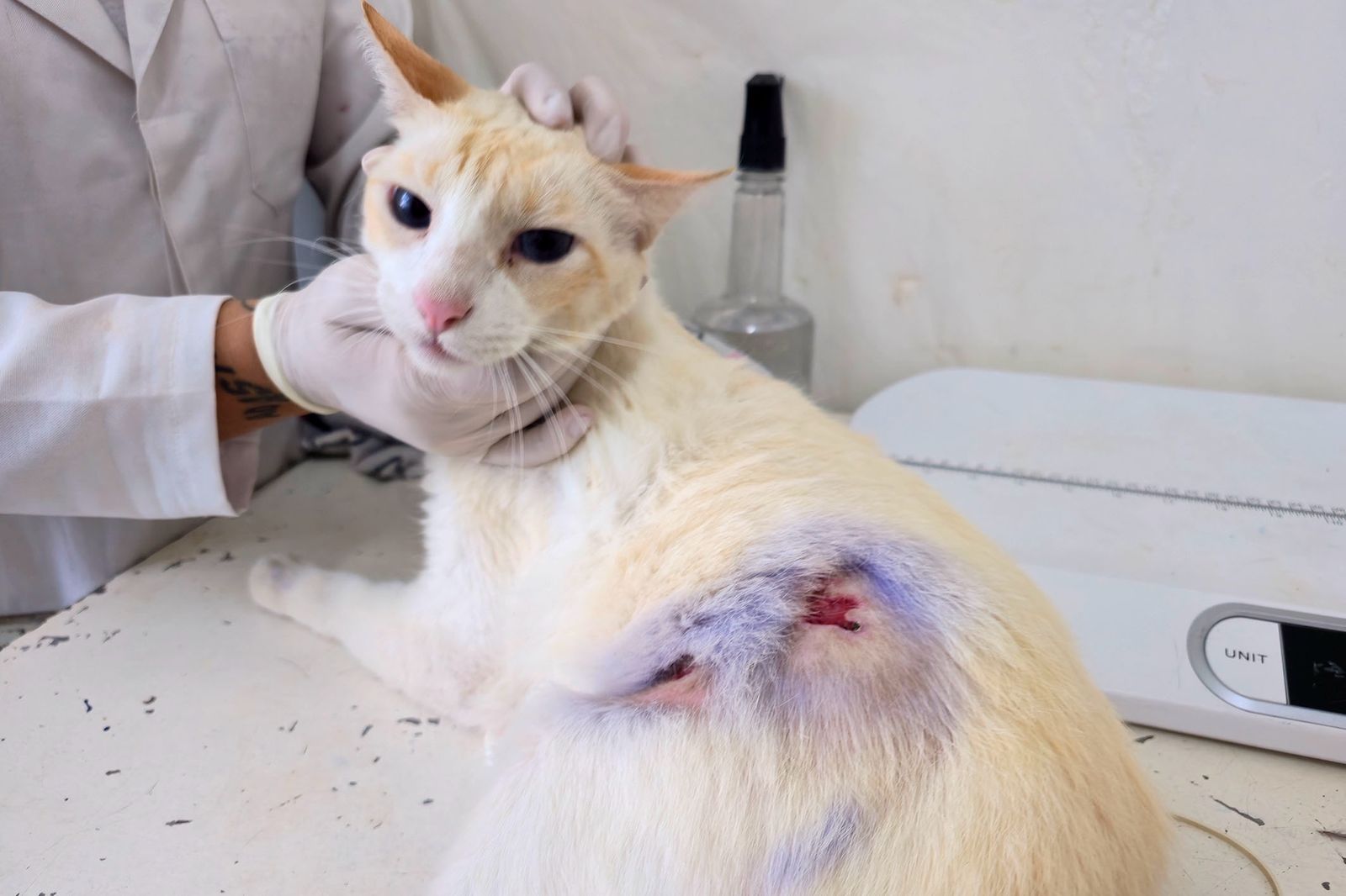 Dia D de Esporotricose apresenta resultados positivos