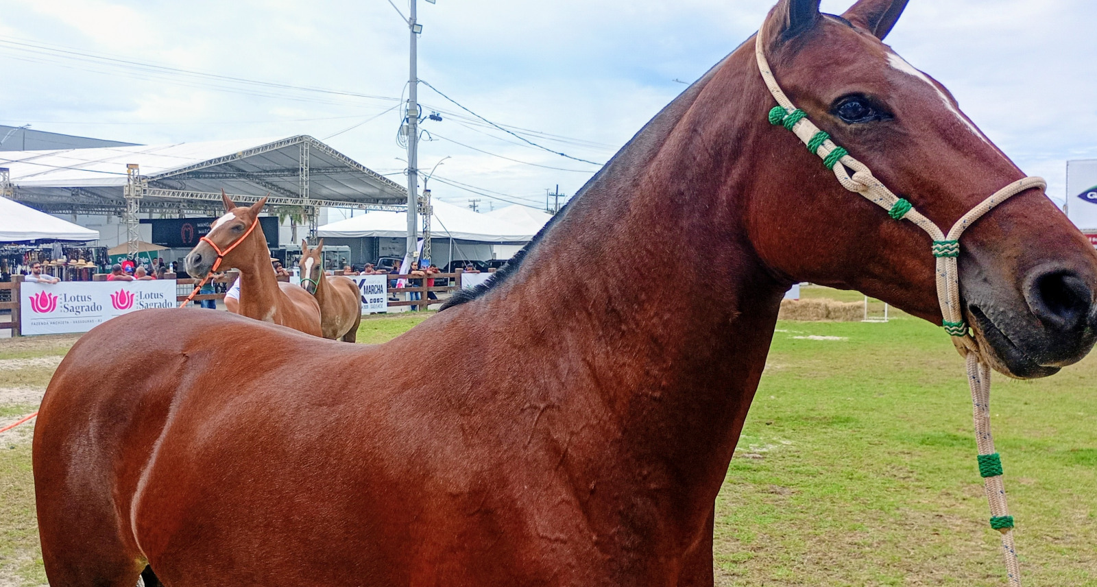 Expo Mangalarga Marchador 2026 termina neste sábado em Macaé