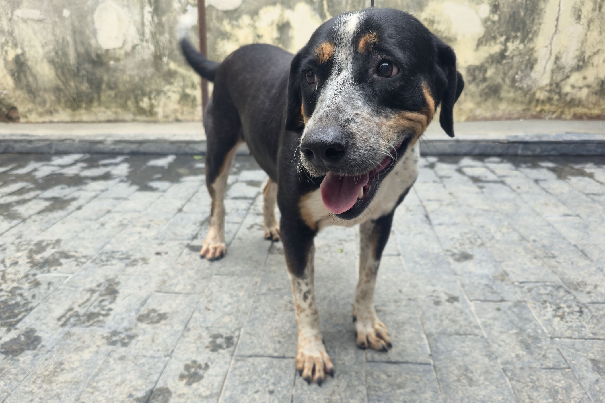 Secretaria de Proteção Animal reforça canais de atendimento à população