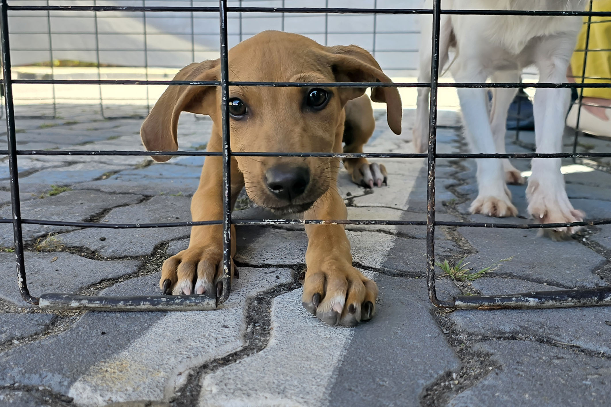 Feira de adoção animal acontece no calçadão nesta quinta (16)