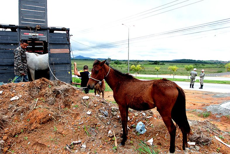 Prefeitura abre cadastro para adoção de animais de grande porte