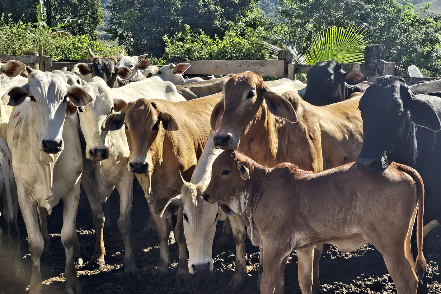 Programa 'Macaé Reproduza+' ultrapassa marca de 6 mil vacas inseminadas e fortalece pecuária do município