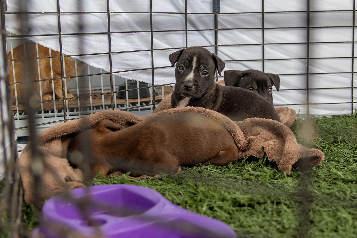 Feira de Adoção Responsável oferece oportunidade de novos lares para animais neste sábado